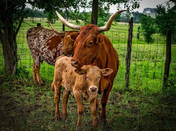Dallas, die drittgrößte texanische Metropole